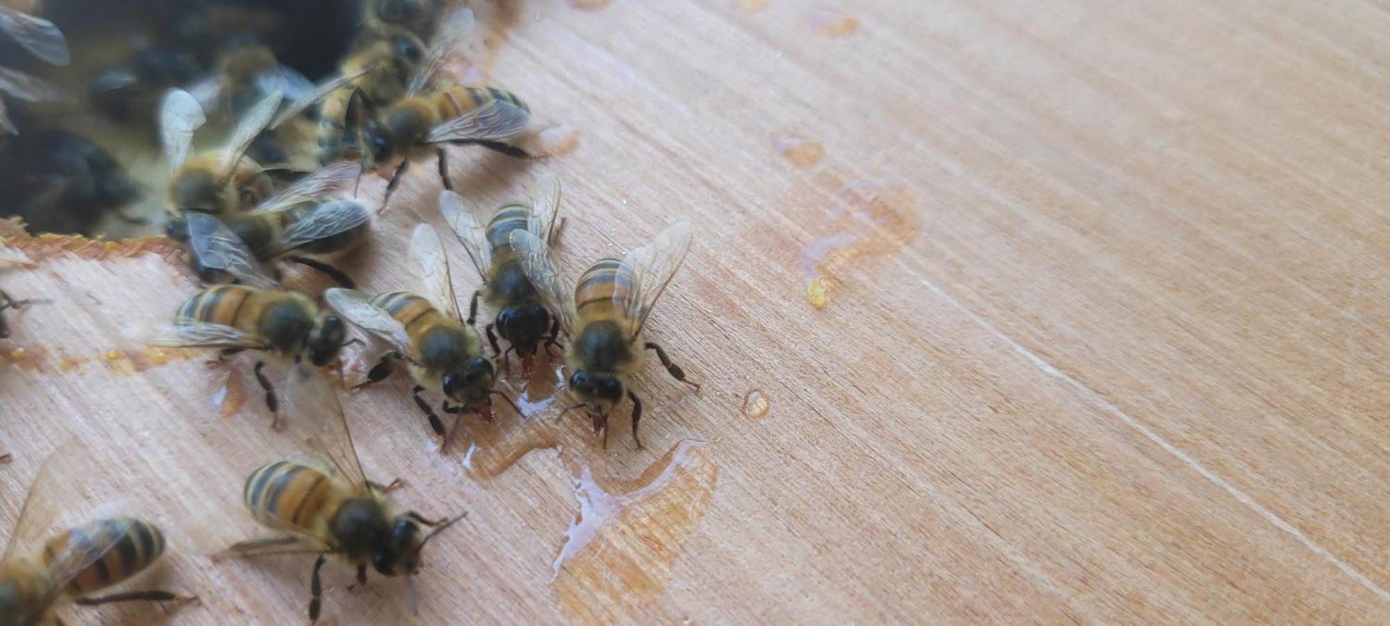 La Maison De L'Abeille De Percey Longeau-Percey 外观 照片